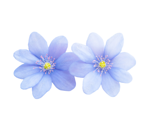All Fragrance