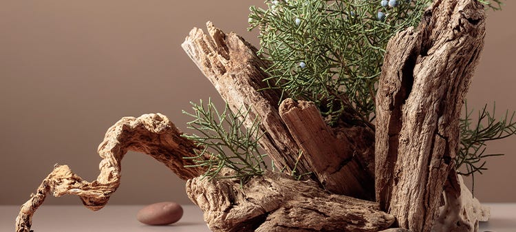 Shop Woody Fragrances
