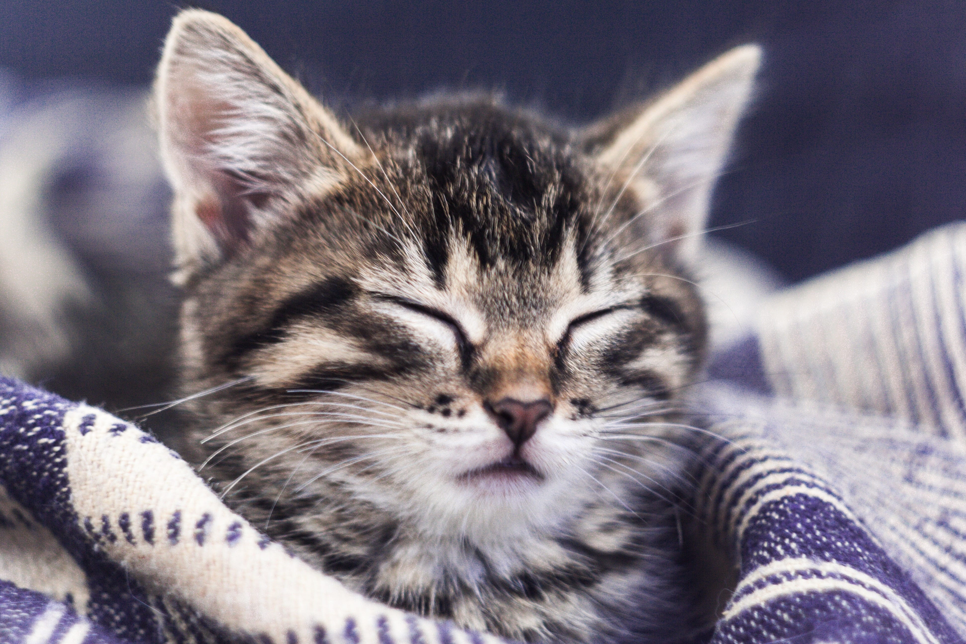 Sleepy kitten looking cosy in warm blankets